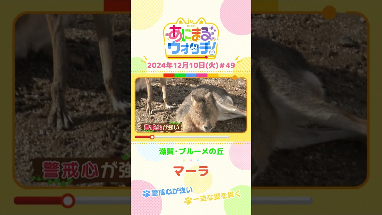 警戒心が強い！「マーラ」 滋賀「ブルーメの丘」　#shorts #読売テレビニュース #すまたん ＃あにまるウォッチ #動物