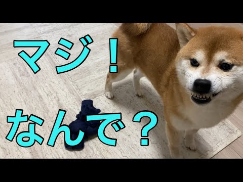 【柴犬飼い主55歳】慣れたと思ったら飼い主襲う！
