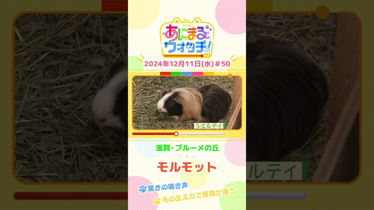 驚きの鳴き声！「モルモット」　滋賀「ブルーメの丘」　#shorts #読売テレビニュース #すまたん ＃あにまるウォッチ #動物