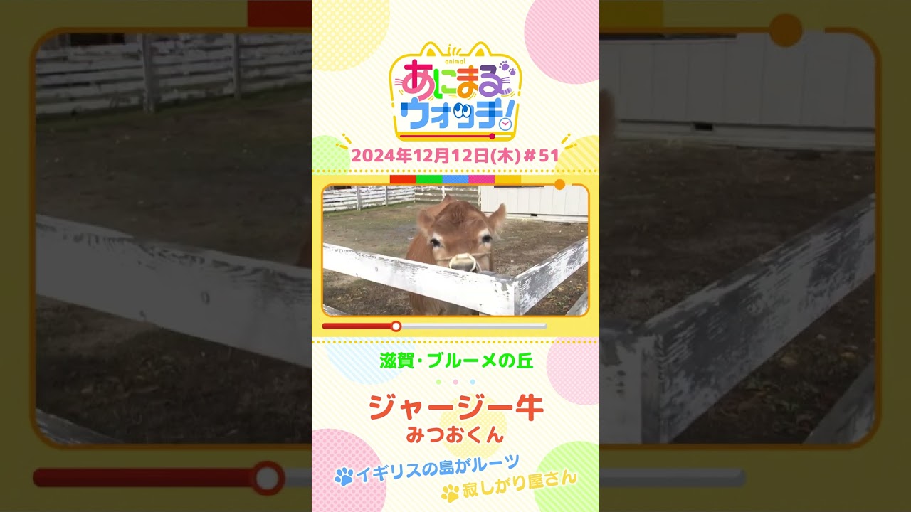 イギリスの島がルーツ？ジャージー牛の「みつおくん」　滋賀「ブルーメの丘」　#shorts #読売テレビニュース #すまたん ＃あにまるウォッチ #動物