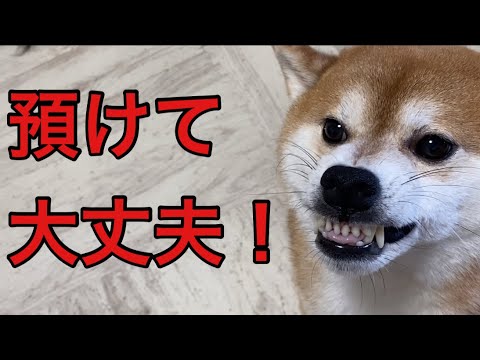 【柴犬飼い主55歳】柴犬を預けて忍野村に出向く飼い主。