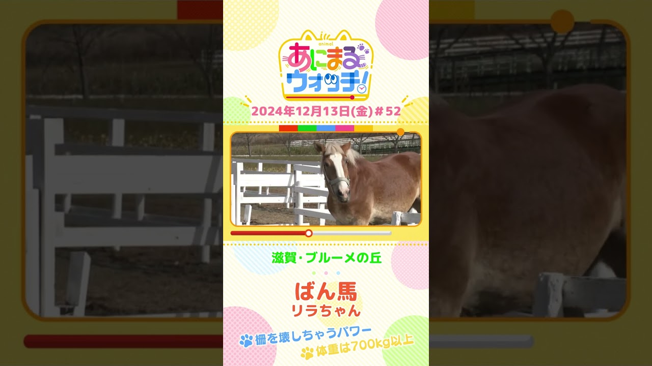 柵を壊すほどのパワー！「ばん馬」の「リラちゃん」　滋賀「ブルーメの丘」　#shorts #読売テレビニュース #すまたん ＃あにまるウォッチ #動物