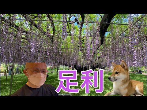 【柴犬飼い主55歳】飼い主が藤棚みて心うごかす。