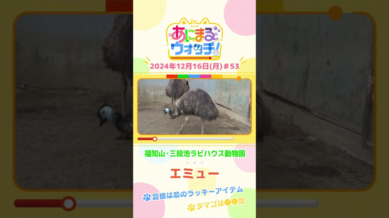 羽根は恋のラッキーアイテム！「エミュー」　京都「福知山市動物園」　#shorts #読売テレビニュース #すまたん ＃あにまるウォッチ #動物