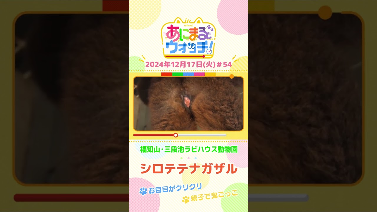 お目目がクリクリ！「シロテテナガザル」の親子、「福（ふく）」と「金太郎（きんたろう）」　京都「福知山市動物園」　#shorts #読売テレビニュース #すまたん ＃あにまるウォッチ #動物