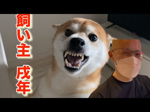 【柴犬飼い主55歳】やだよって柴犬に言われる飼い主は戌年だった。
