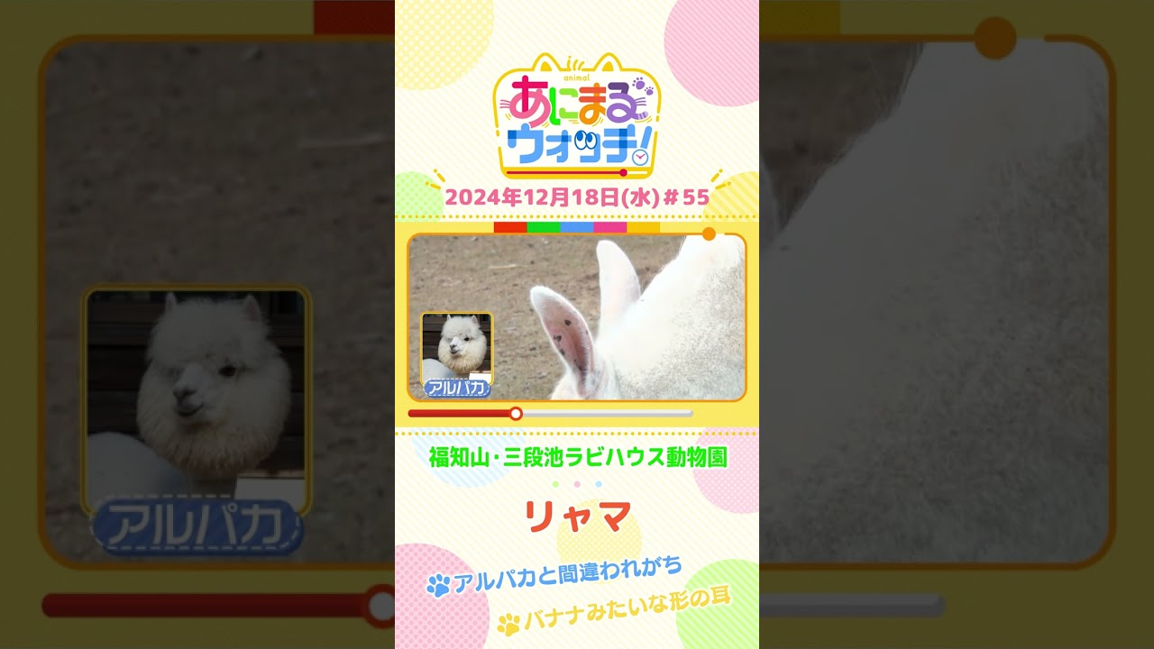 アルパカと間違われがち！？「リャマ」　京都「福知山市動物園」　#shorts #読売テレビニュース #すまたん ＃あにまるウォッチ #動物