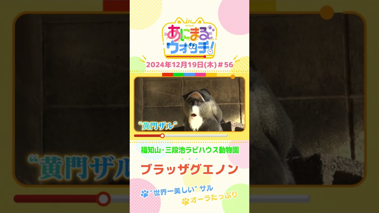 ”世界一美しい”サル「ブラッザグエノン」　京都「福知山市動物園」　#shorts #読売テレビニュース #すまたん ＃あにまるウォッチ #動物