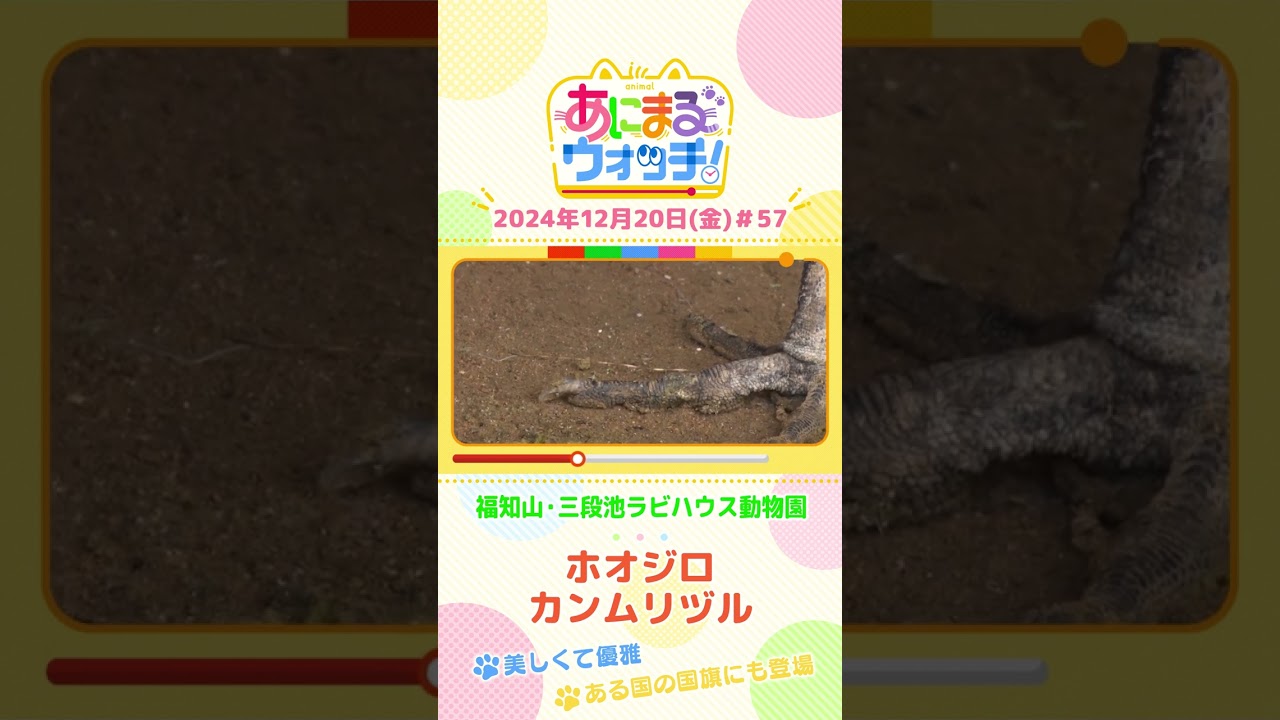 美しくて優雅！「ホオジロカンムリヅル」　京都「福知山市動物園」　#shorts #読売テレビニュース #すまたん ＃あにまるウォッチ #動物