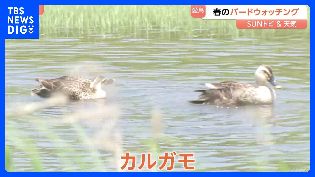 「どこにいるんだ？」愛鳥週間に初めてのバードウォッチング　都立東京港野鳥公園　新緑の季節あと1週間すればカルガモの親子が見られるかも？【SUNトピ】｜TBS NEWS DIG