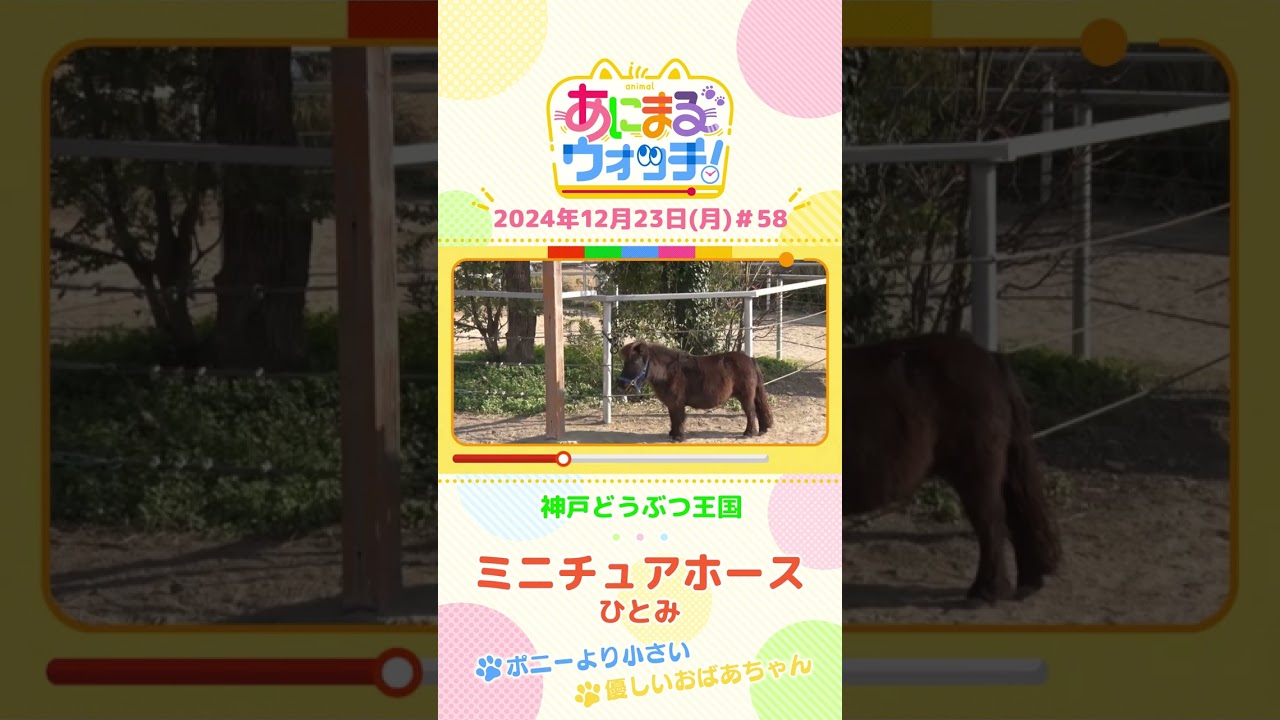 ポニーより小さい！「ミニチュアホース」の「ひとみ」　兵庫「神戸どうぶつ王国」　#shorts #読売テレビニュース #すまたん ＃あにまるウォッチ #動物