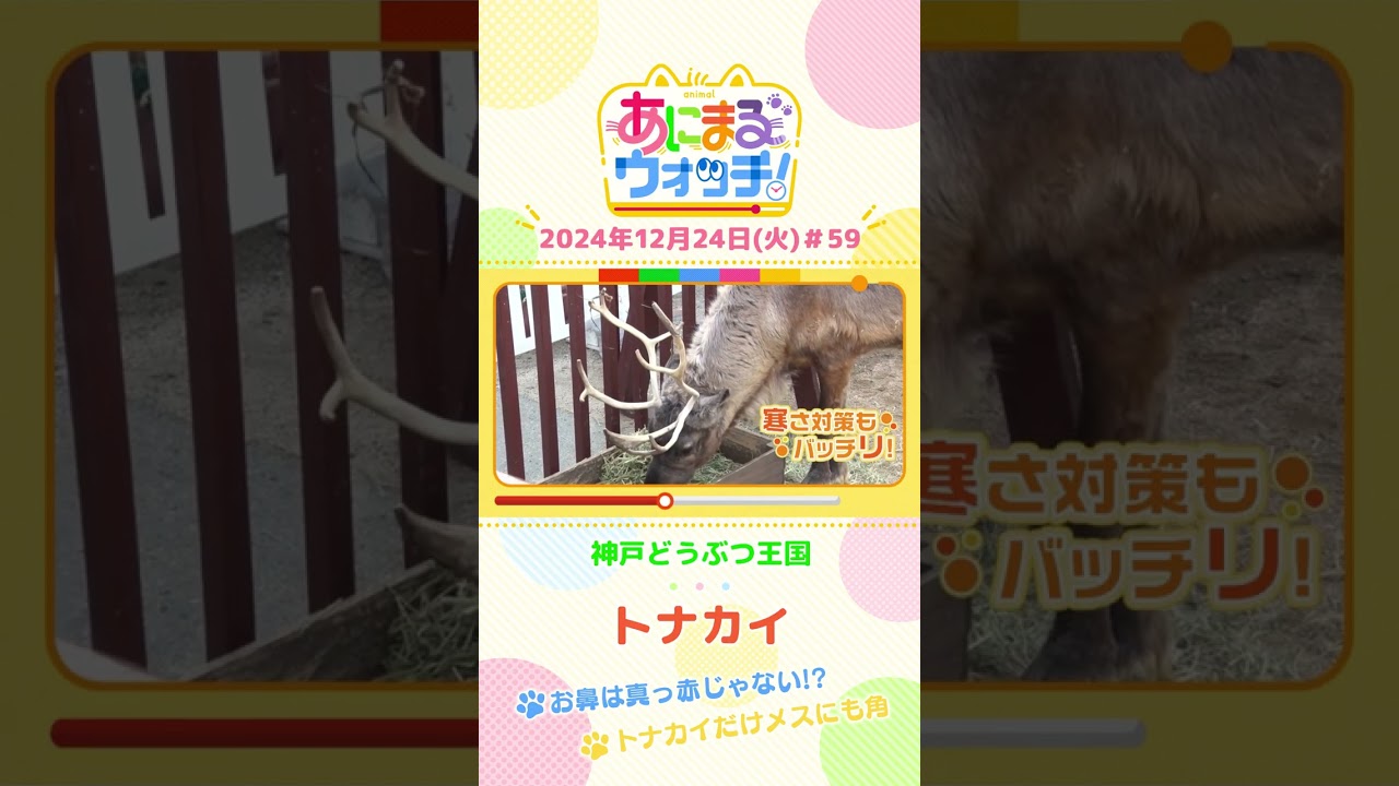 お鼻は真っ赤じゃない！？「トナカイ」の「リノ」　兵庫「神戸どうぶつ王国」　#shorts #読売テレビニュース #すまたん ＃あにまるウォッチ #動物