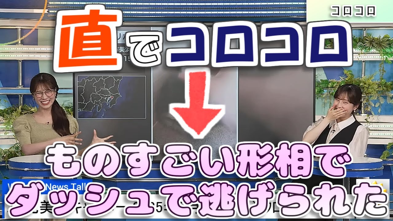 【#松雪彩花 & #戸北美月】直でコロコロ➡️わたげさん逃走😅【#ウェザーニュース LiVE 切り抜き】
