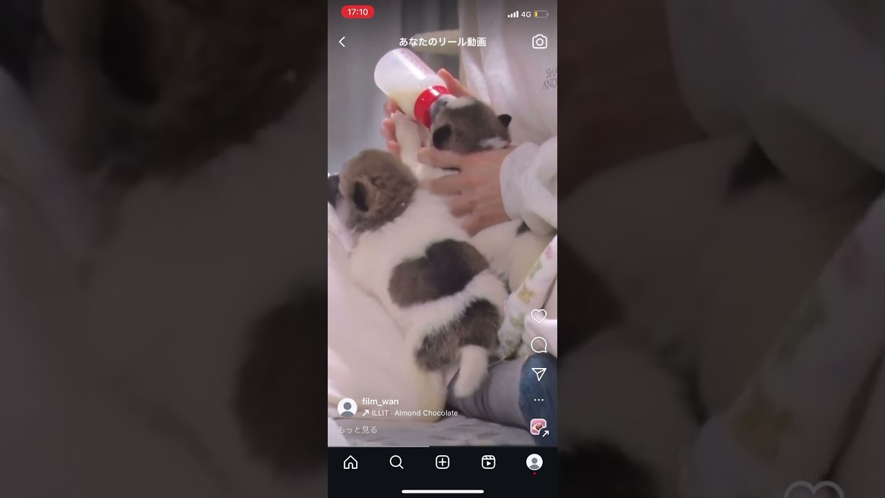 【ミルク爆飲み🍼】生後３か月！子犬の４きょうだい