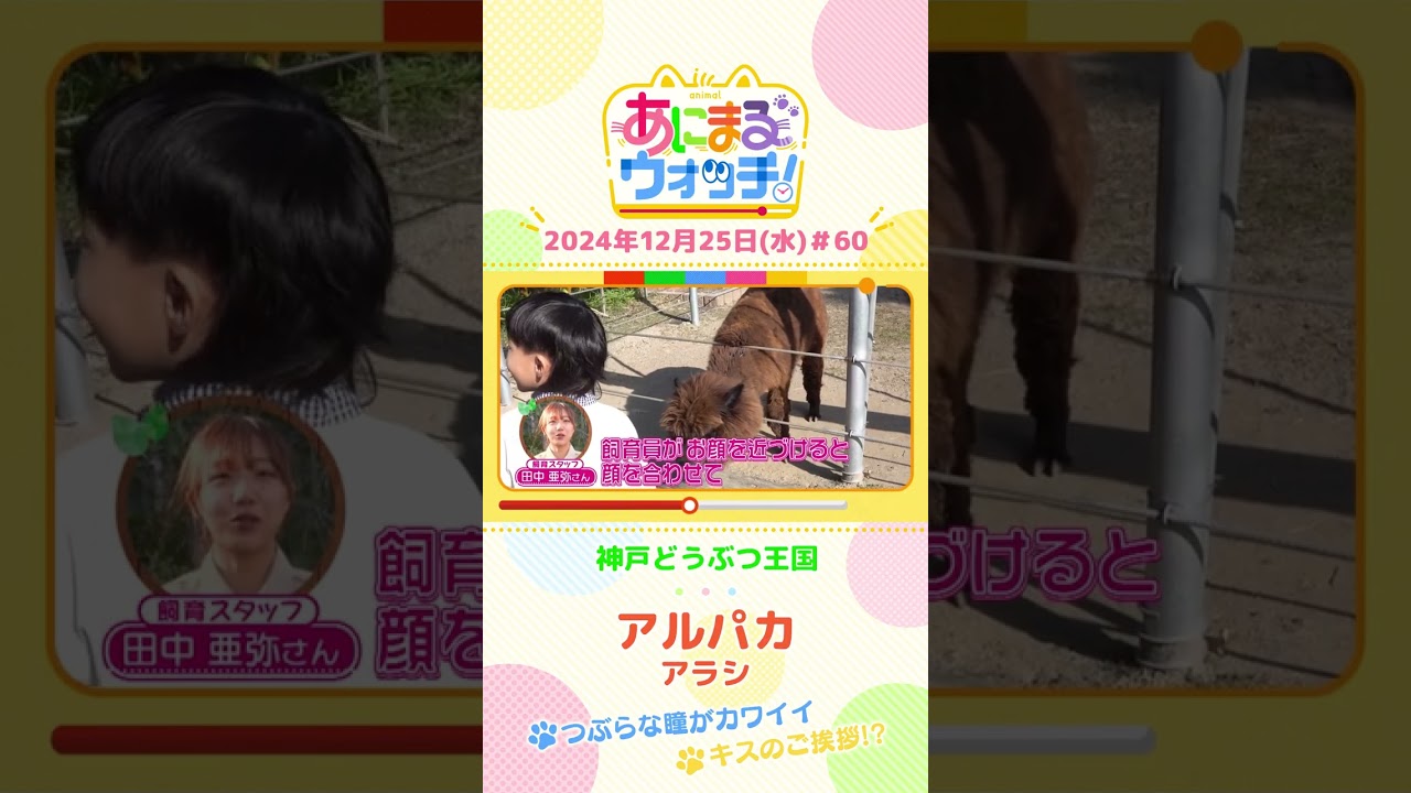 つぶらな瞳がカワイイ！「アルパカ」の「アラシ」　兵庫・神戸どうぶつ王国　#shorts #読売テレビニュース #すまたん ＃あにまるウォッチ #動物