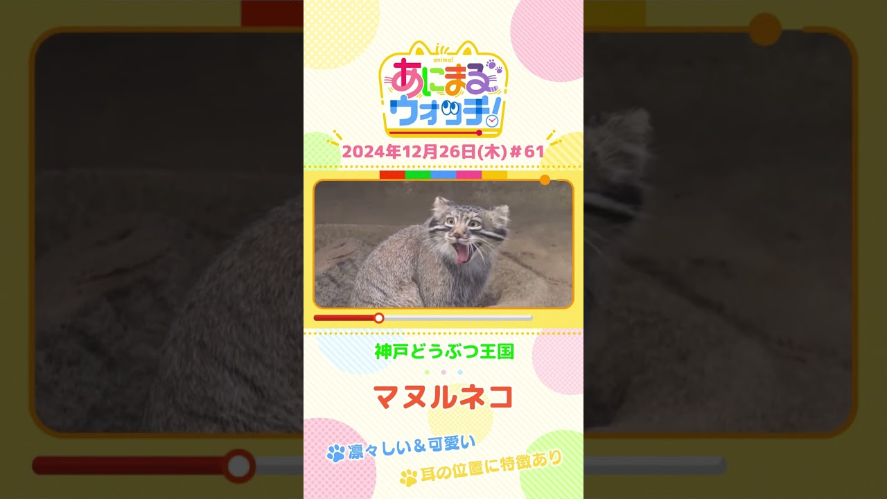 凛々しい＆可愛い！「マヌルネコ」　兵庫・神戸どうぶつ王国　#shorts #読売テレビニュース #すまたん ＃あにまるウォッチ #動物