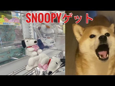【柴犬飼い主55歳】戌年おじさんがSNOOPYゲットするま！