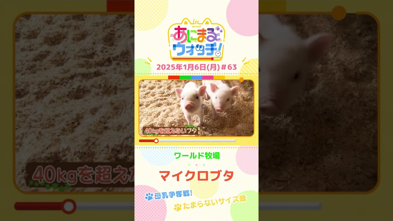 母乳争奪戦！「マイクロブタ」の赤ちゃん！大阪「ワールド牧場」　#shorts #読売テレビニュース #すまたん ＃あにまるウォッチ #動物