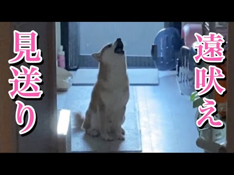 【柴犬飼い主55歳】出勤前のお約束