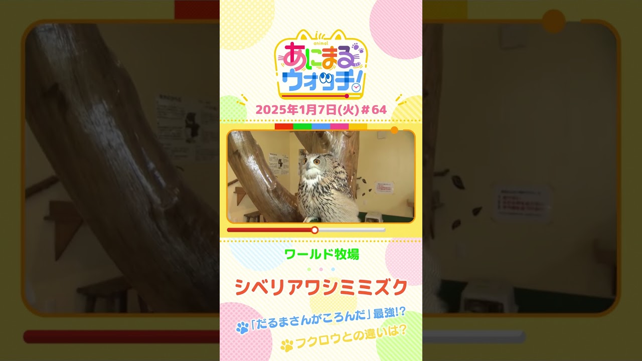 フクロウとの違いは？「シベリアワシミミズク」　大阪「ワールド牧場」　#shorts #読売テレビニュース #すまたん ＃あにまるウォッチ #動物