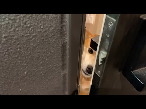 【柴犬飼い主55歳】飼い主の帰りを厚く歓迎してくれるワンチャン達