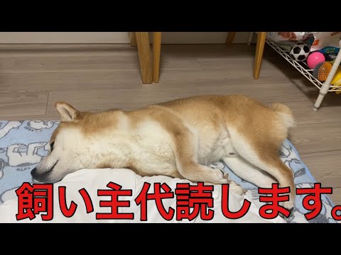 【柴犬飼い主55歳】柴犬に届いたメール読んでみました。