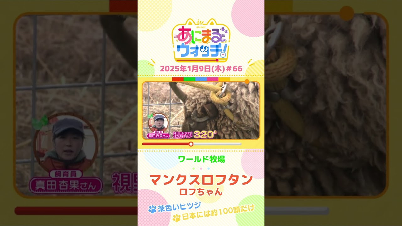 日本には約100頭だけ！「マンクスロフタン」の「ロフちゃん」　大阪「ワールド牧場」　#shorts #読売テレビニュース #すまたん ＃あにまるウォッチ #動物