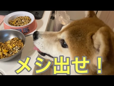 【柴犬飼い主55歳】今日もガマンの限界！