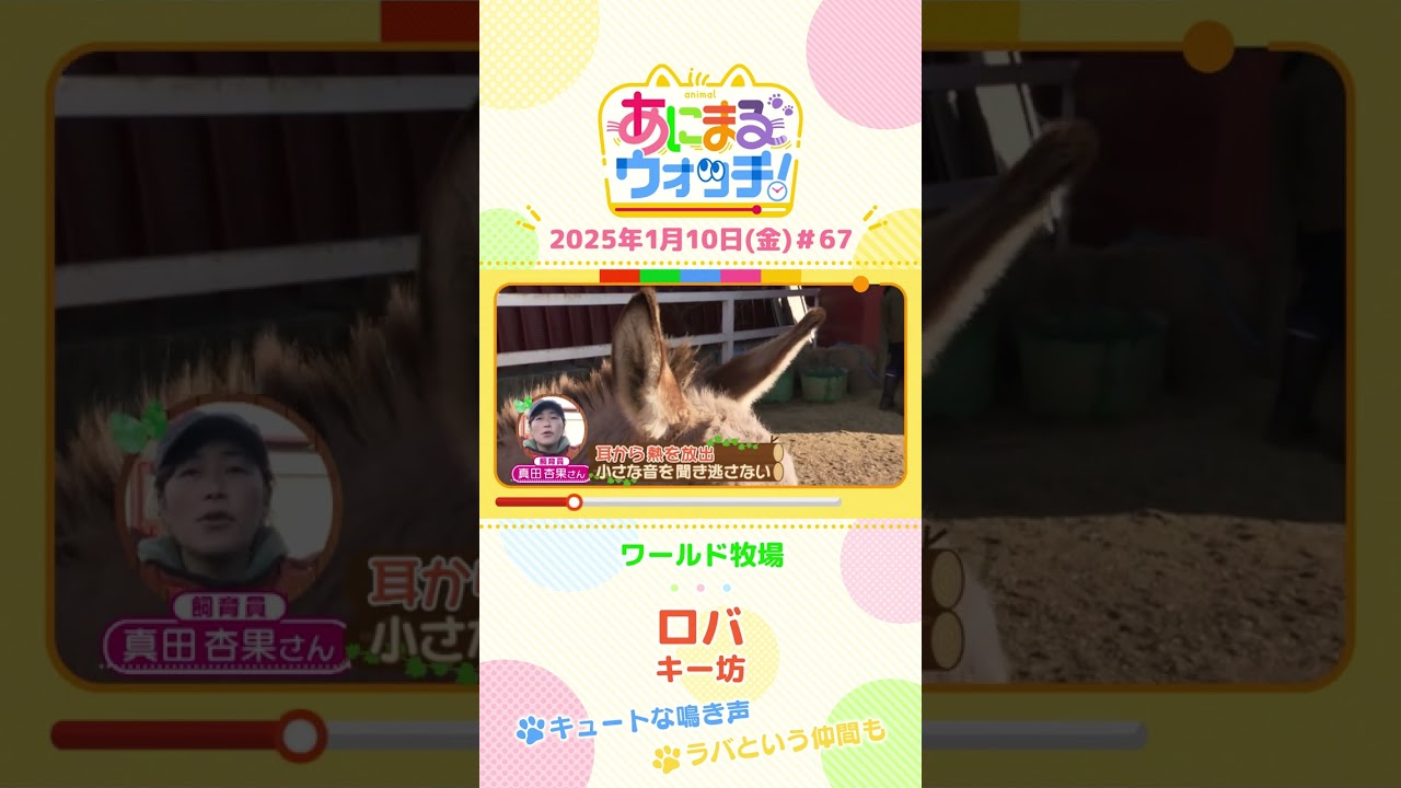 キュートな鳴き声！「ロバ」の「キー坊」　大阪「ワールド牧場」　#shorts #読売テレビニュース #すまたん ＃あにまるウォッチ #動物