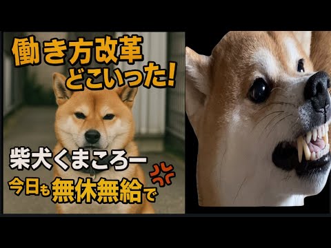【柴犬飼い主55歳】くまころー今日も“タダ働き”で家を守る