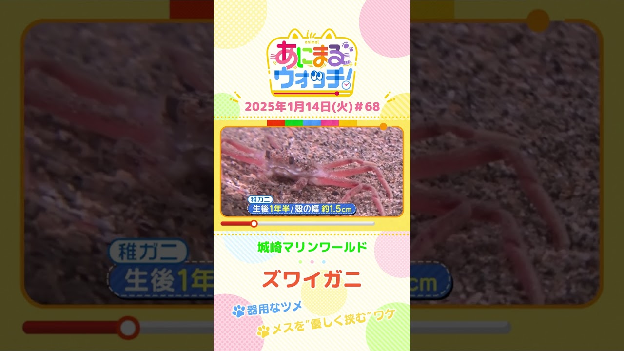 器用なツメ！「ズワイガニ」　兵庫「城崎マリンワールド」　#shorts #読売テレビニュース #すまたん ＃あにまるウォッチ #動物