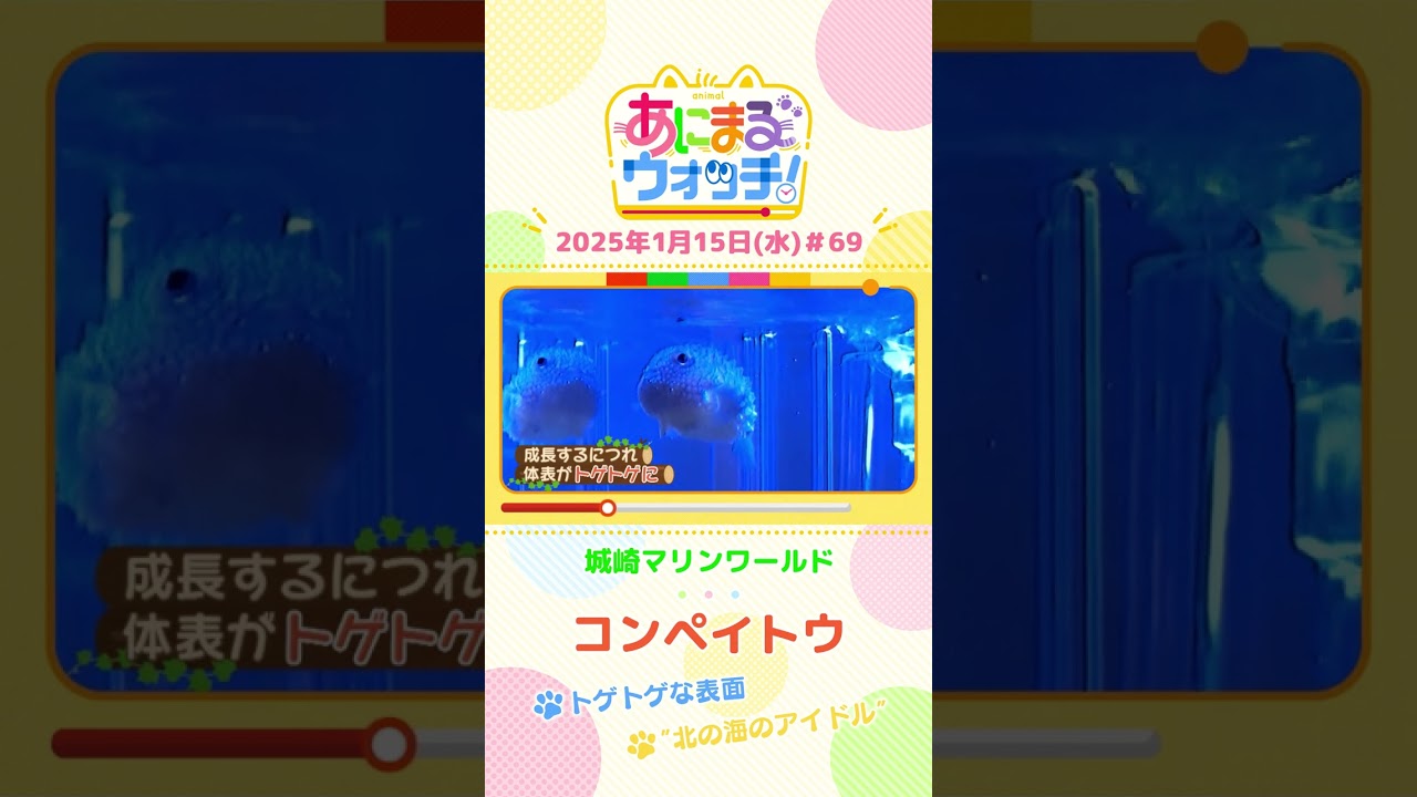 “北の海のアイドル”「コンペイトウ」　兵庫「城崎マリンワールド」　#shorts #読売テレビニュース #すまたん ＃あにまるウォッチ #動物