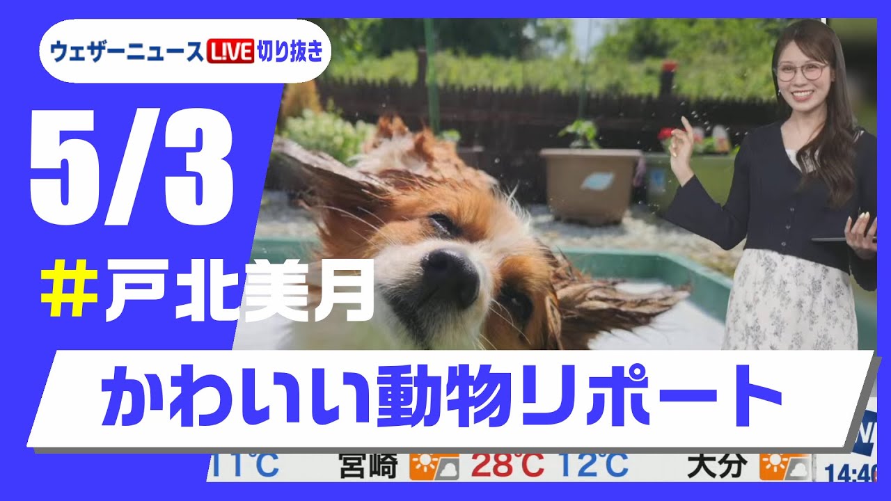 【20250503 ウェザーニュースライブ切り抜き】かわいい動物リポート #戸北美月 #ウェザーニュース切り抜き