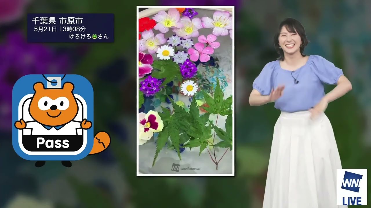 【白井ゆかり】みんなでPontaくんダンス～ゆかりん🦀の場合～（250521_ウェザーニュースlive Afternoon）