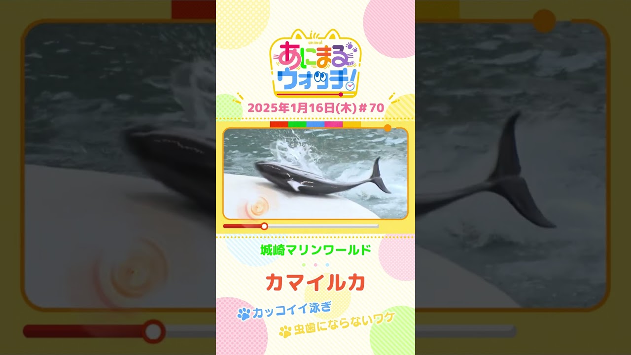カッコイイ泳ぎ！「カマイルカ」　兵庫「城崎マリンワールド」　#shorts #読売テレビニュース #すまたん ＃あにまるウォッチ #動物