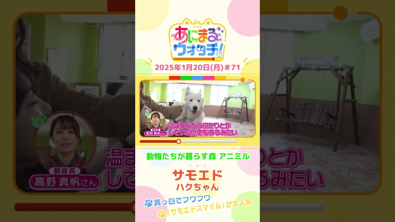 真っ白でフワフワ！「サモエド」のハク　大阪「動物たちが暮らす森 アニミル」　#shorts #読売テレビニュース #すまたん #あにまるウォッチ あにまるウォッチ #動物