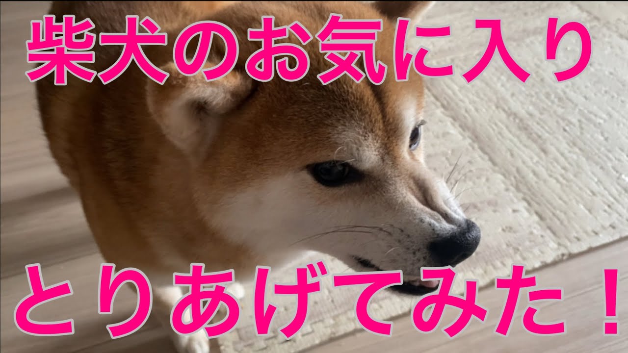 【柴犬飼い主55歳】 「“それだけはやめろ” 柴犬の逆鱗に触れた瞬間」