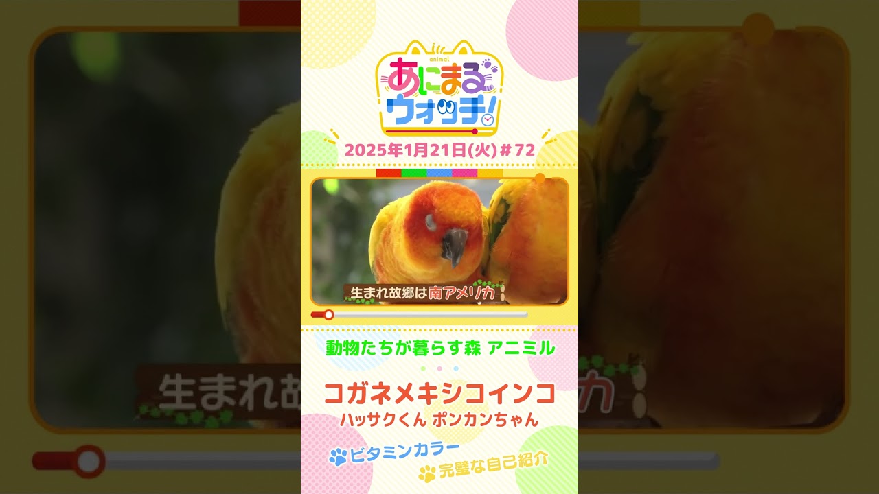 完璧な自己紹介！「コガネメキシコインコ」　大阪「動物たちが暮らす森 アニミル」　#shorts #読売テレビニュース #すまたん #あにまるウォッチ #動物