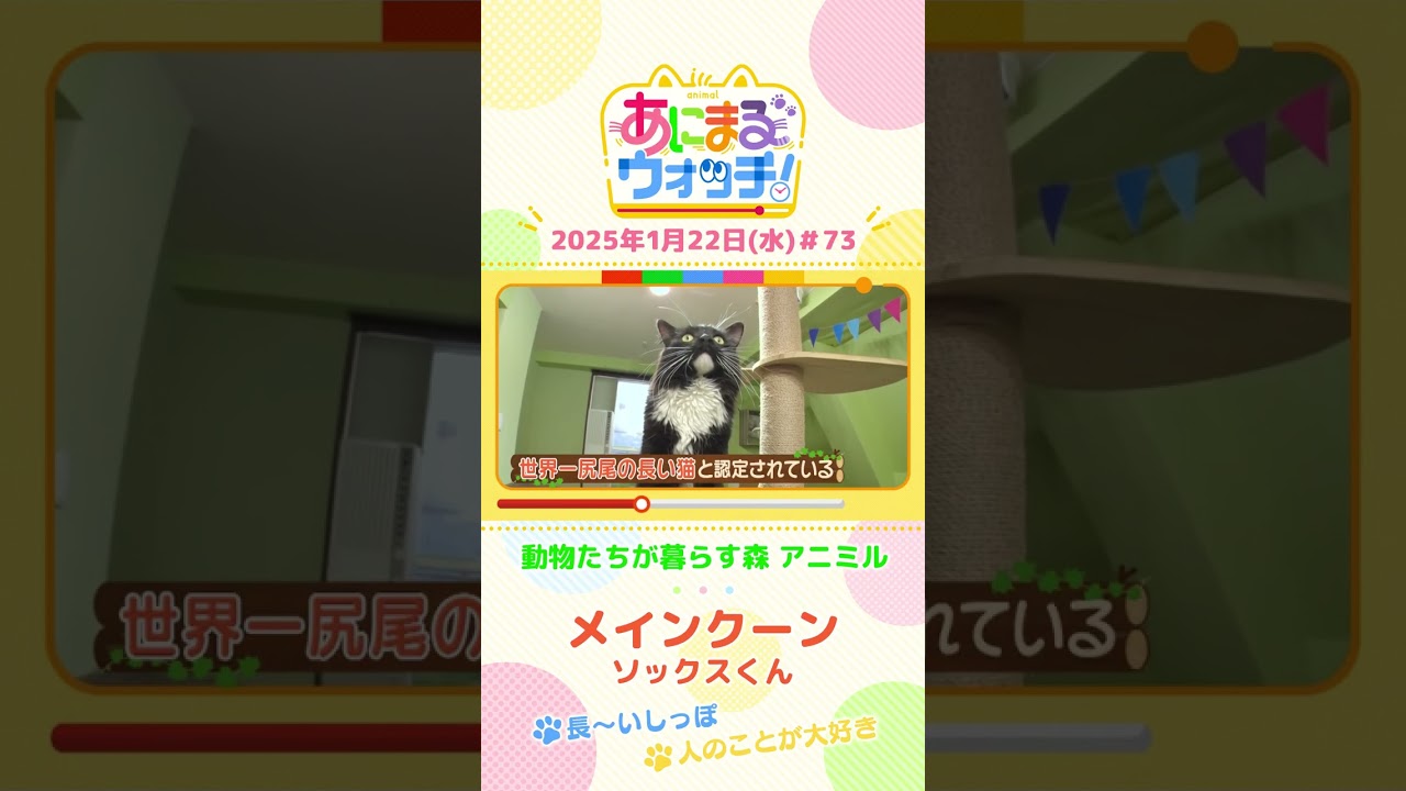長～いしっぽ！「メインクーン」ソックスくん　大阪「動物たちが暮らす森 アニミル」　#shorts #読売テレビニュース #すまたん #あにまるウォッチ #動物