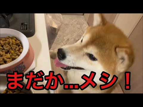 【柴犬飼い主55歳】柴犬ヤバい！空腹で限界！