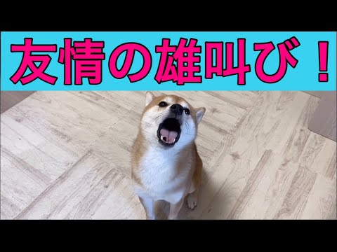 【柴犬飼い主55歳】毎朝の儀式：柴犬と仲間の証、遠吠えタイム