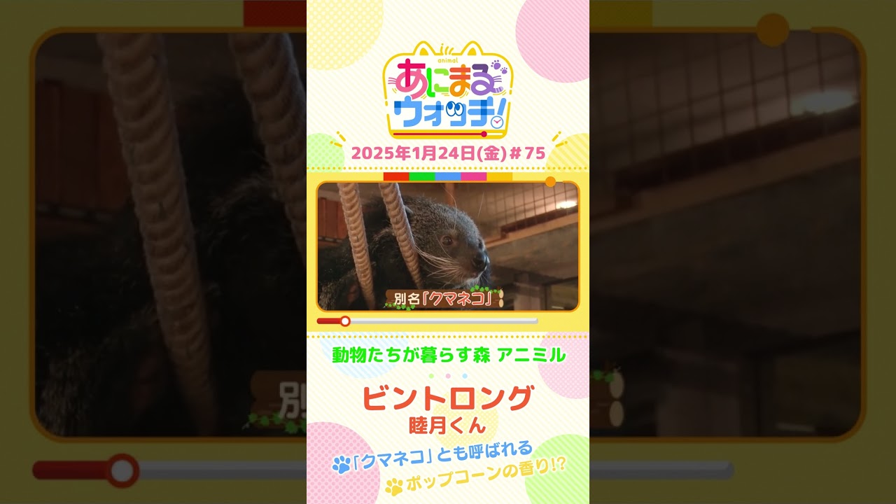 ポップコーンの香り！？「ビントロング」の睦月(むつき)くん　大阪「動物たちが暮らす森 アニミル」　#shorts #読売テレビニュース #すまたん #あにまるウォッチ #動物