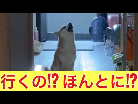 【柴犬飼い主55歳】柴犬くまころーの健気なお見送りルーティン