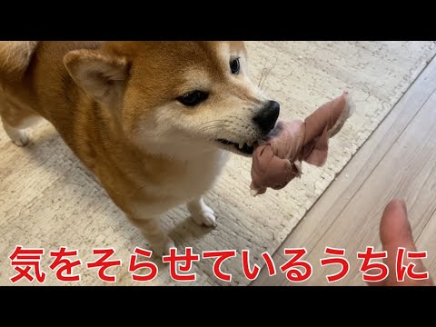 【柴犬飼い主55歳】まさかの結末！