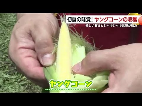 初夏の味覚！　ヤングコーンの収穫　優しい甘さとシャキシャキ食感が魅力　鹿児島・南大隅町 (25/05/29 18:55)