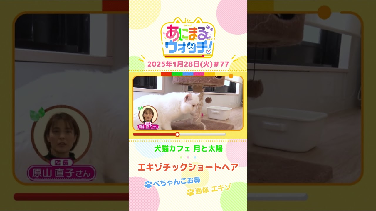 ぺちゃんこお鼻！「エキゾチックショートヘア」　京都「犬猫カフェ 月と太陽」　#shorts #読売テレビニュース #すまたん #あにまるウォッチ #動物