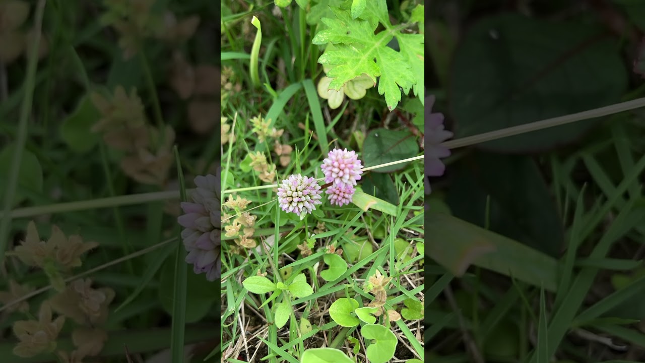 💐愛媛県新居浜市で撮影した花(BGM SMAP 世界に一つだけの花)