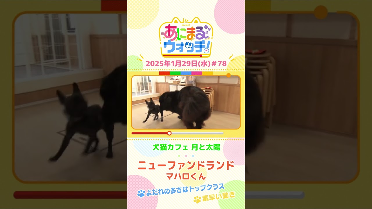 よだれの多さはトップクラス！「ニューファンドランド」　京都「犬猫カフェ 月と太陽」　#shorts #読売テレビニュース #すまたん #あにまるウォッチ #動物