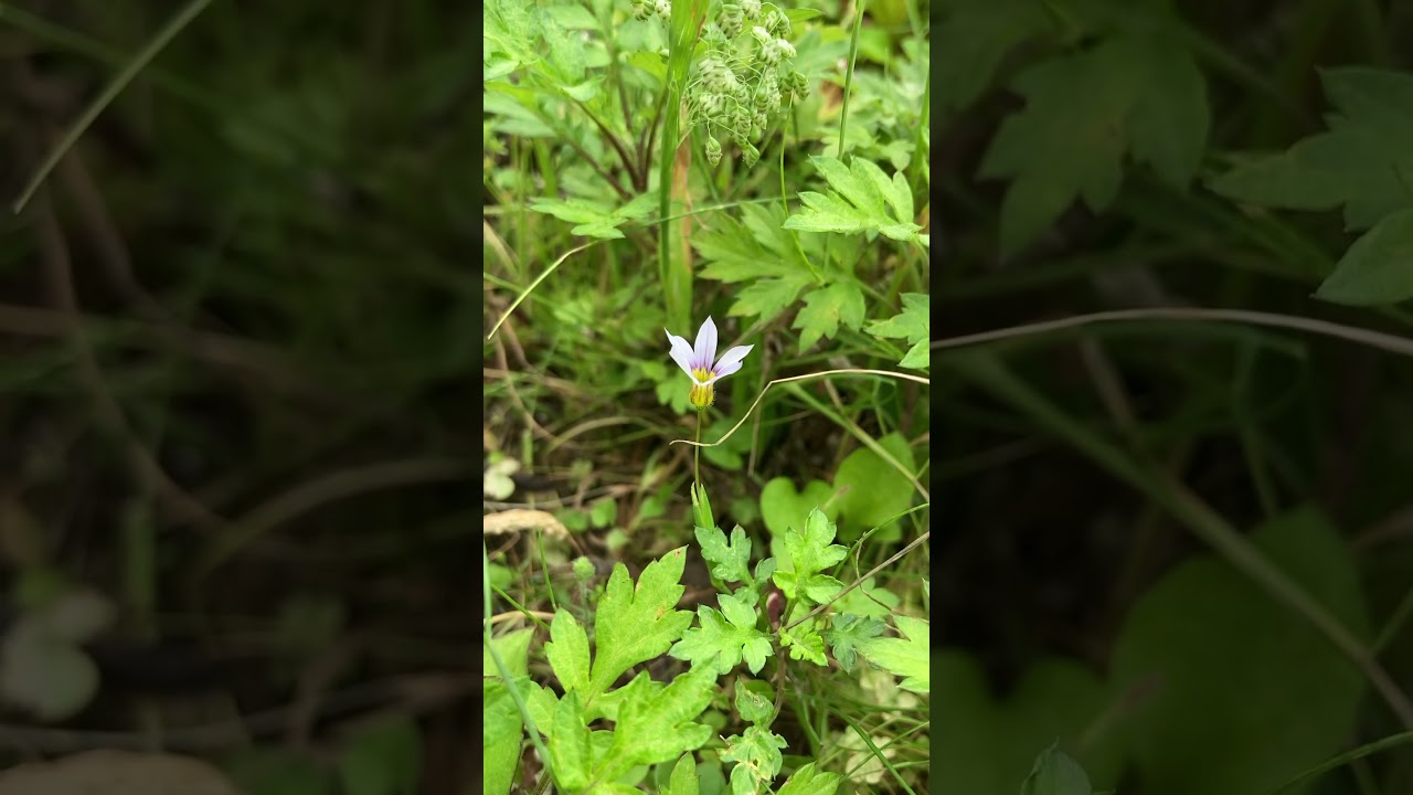 💐愛媛県新居浜市で撮影した花(BGM SMAP 世界に一つだけの花)