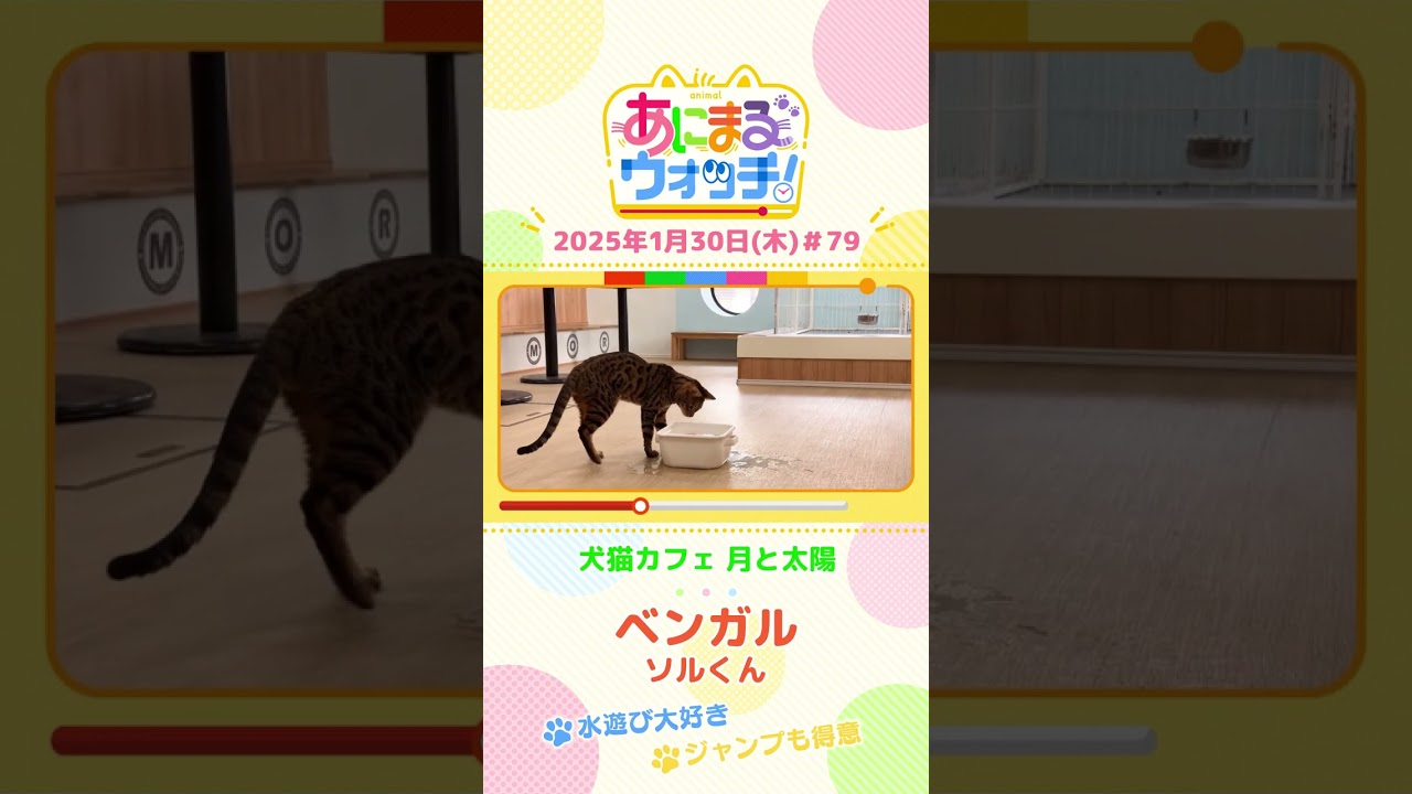 水遊び大好き！「ベンガル」　京都「犬猫カフェ 月と太陽」 #shorts #読売テレビニュース #すまたん #あにまるウォッチ #動物